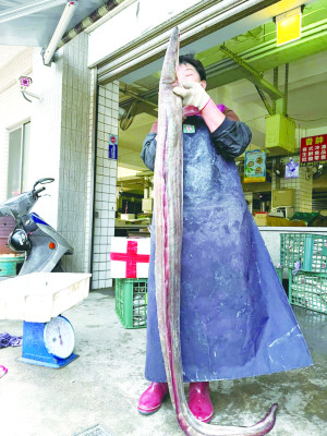 東引漁船近日在莒光作業9日下午運到南竿1200斤鰻魚,撈捕鰻魚最大隻25斤,1斤180元。(圖:馬祖日報)