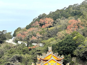烏桕紅了。 （圖與文：陳鵬雄）