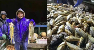 近日大陸浙江漁民捕獲大量野生黃魚,一網價值新台幣4千多萬元(圖:摘自網路)