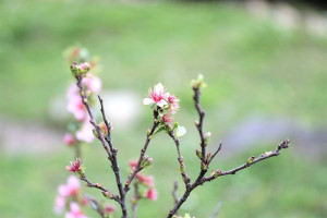 農曆春節將屆,正逢勝天公園賞櫻期,是闔家春遊踏青賞花的首選。(圖:馬管處)