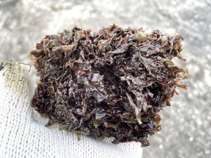 季節限定!野生紫菜料理,讓返鄉參加擺暝鄉親品嘗濃濃的家鄉味。(圖/文:宋幸儒)