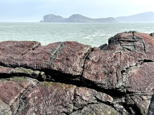 　大坵島元宵前後盛產野生紫菜，冬陽照射下金光閃閃，因此大坵早年有「金山」的別稱。（圖／文：陳鵬雄）