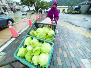 　年後坂里農民採收三寶，寒流刺激下蔬菜甜度破表品質優。（圖／文：陳鵬雄）