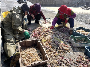 　馬祖今年蝦蛄產季進入尾聲，元宵過後捕獲量明顯減少。（圖／文：陳鵬雄）