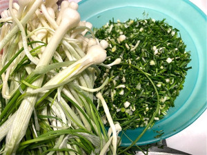 季節限定的美味,東莒野蔥正式開採。(圖/文:蔡夢玲)