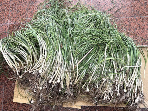 西莒麥蔥長大了,想要品嘗好味道的鄉親,可以準備出動囉。(圖/文:宋幸儒)