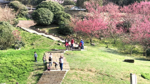 228連假天候回暖,南竿賞櫻人氣這兩天爆升,勝天公園出現許多看花人潮,還有全家大小一起郊遊野餐,停車場排得滿滿的。(圖/文:曹重偉)