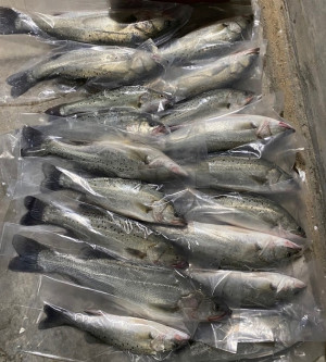 今年目前為止東莒鱸魚未傳大咬,價錢仍維持在每斤180元起。(圖/文:蔡夢玲)
