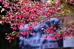 　東引介壽堂下方道路緋紅的櫻花，陽光映照下，散發暖暖景致。（圖／文：陳其敏）