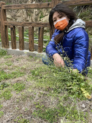 漁民船釣鱸魚順道秘密基地採集大叢野蔥,山隴市場1斤100元出售暨婦女在春天清晨採摘薺菜曬乾後夏季涼茶飲用。(圖:馬祖日報)