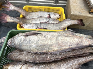 北竿專業漁民近日出海捕獲不少野生鮸魚,平均體型都在十斤上下。(圖/文:陳鵬雄)