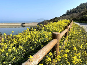 　春暖花開。（圖與文：陳鵬雄）