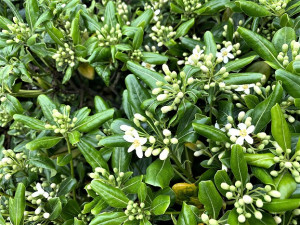 　進入4月天，東引的海桐花季也即將清新登場，展現最北島嶼的獨特生態之美。（圖／文：陳其敏）
