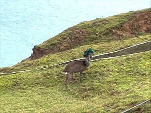 大坵島東側山坡又有一頭公鹿遭繩索纏住鹿角,尚未影響鹿隻正常行動及覓食。(圖:遊客提供)