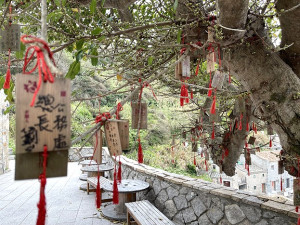 　芹壁榕樹下民宿前百年雀榕掛滿許願牌，成為山城另類景點。（圖／文：陳鵬雄）