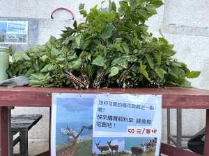 　橋仔碼頭桑葉販賣開始，前往大坵尋鹿必備的伴手禮。（圖／文：陳鵬雄）
