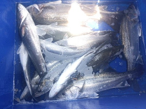 北竿釣者終於等到鱸魚靠岸,手氣好的一個潮水有十多尾。(圖:釣友提供)
