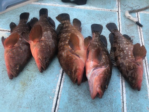 東莒連日報喜,石斑魚超肥!(圖/文:蔡夢玲)