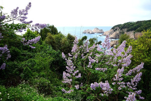 東引北海苗圃一帶的泡桐花，如紫色風鈴般，充滿碩大飽滿之美。（圖／文：陳其敏）