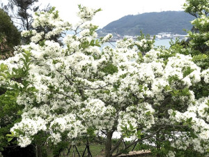 珠螺軍人紀念園區近年經整理,號稱「四月雪」的流蘇近日紛紛開花,搭配不退場的藝術裝置,讓遊客真正感受「珠螺花開時」。(圖/文:曹重偉)
