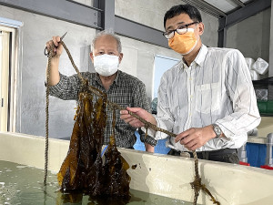 　海大馬祖校區19日舉辦裙帶菜復育成果發表，日本小河老師示範日式涼拌裙帶菜製作方式。（圖／文：陳鵬雄）