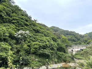 單株白超吸睛　勝利集水壩山坡。（圖與文：馬祖日報）
