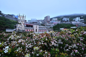 　東引忠誠門廣場石斑木開花如白雪，呈現清新脫俗之美。（圖／文：陳其敏）