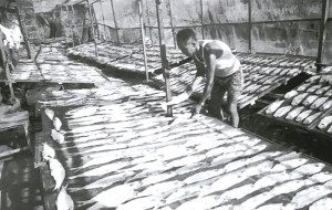 　民國60年代，南竿清水村霉香力魚加工廠。（圖：劉宏文提供）