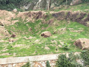　北竿去年87水災坍方邊坡植生工法後，在春雨滋養下坡地陸續長出綠草。（圖／文：陳鵬雄）