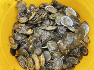 　馬祖季節美味海鮮花笠螺口感類似鮑魚，春夏季是品嚐最佳時期。（圖／文：陳鵬雄）