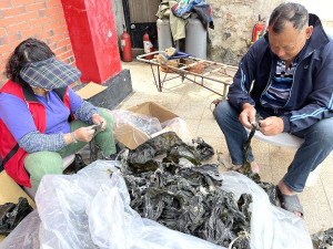 　橋仔漁民自產自銷海帶開始包裝上市，是經濟實惠的健康食品。（圖／文：陳鵬雄）