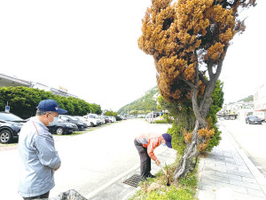 　產發處針對北竿航空站前枯黃龍柏樹進行檢體採樣。（圖／文：陳鵬雄）