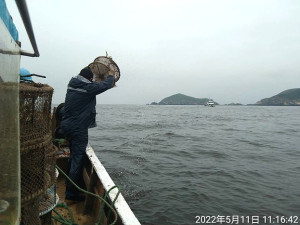 產發處持續辦理海上違規漁網具及章魚籠清除計畫,11日於北竿中島及高登等海域清除489具章魚籠。(圖:產發處)