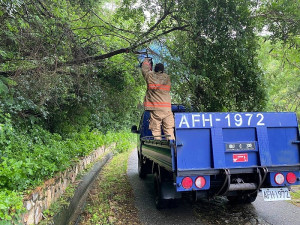 消防局南竿分隊15日在津沙村戰備道,協助排除交通障礙鋸樹作業。(圖:連江縣消防局)