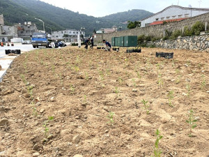 塘后道周邊空地展開大面積月見草復育計畫,預計要栽種1萬株幼苗。(圖/文:陳鵬雄)