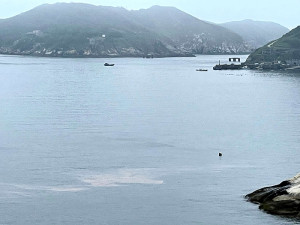 　近日馬祖海域不時有赤潮出現，追淚黃金期也只剩下一個月時間。（圖／文：陳鵬雄）