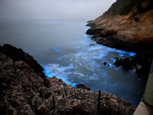 藍眼淚為馬祖帶來不一樣的浪漫風情,走訪馬祖現在正是時候。(圖:馬管處)