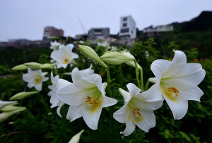 　東引白馬尊王廟前廣場，又見百合花綻放美麗，散發淡雅芳香，美不勝收。（圖／文：陳其敏）