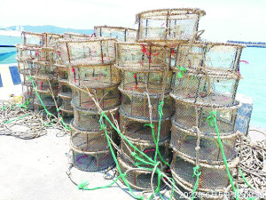 產發處章魚籠清除計畫持續進行中,5日再於南竿翰林角至芙蓉澳一帶海域起獲103具章魚籠。(圖:產發處)