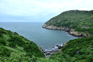 　到東引繁殖的黑尾鷗族群，今年又回到大紫澳一帶沿岸棲息孵化。（圖／文：陳其敏）