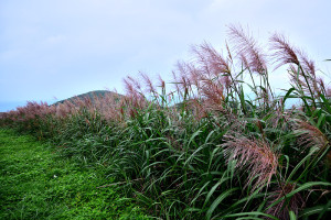 五節芒的紅褐色花穗,是東引夏日的特有景致。(圖/文:陳其敏)