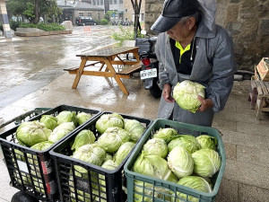 　坂里農地最後一批高麗菜採收，大多運往南竿販售。（圖／文：陳鵬雄）