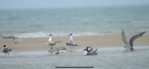 西莒坤坵沙灘來了嬌客,大鳳頭燕鷗、蒼燕鷗群聚戲水,可愛模樣讓人目不轉睛。(圖/文:宋幸儒)