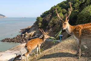 台灣本島難尋芳蹤的梅花鹿,在大坵島上如鄰居般在身旁活動。(圖:連江縣政府)