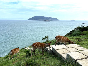 　大坵島梅花鹿換上亮麗夏毛，在山海美景陪襯可體驗近距離餵食樂趣。（圖／文：陳鵬雄）