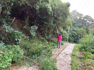 　產發處進行地區路樹及危險樹木修剪，以保障用路安全。（圖：產發處）