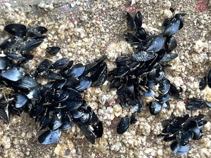 　漁船底附著大量馬祖野生淡菜苗。（圖／文：陳鵬雄）