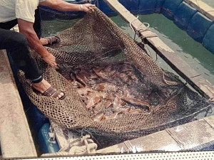 　30年前馬祖海域赤點石斑多如牛毛，如今海洋生態丕變讓石斑魚快要絕跡。（圖：張良衛提供）