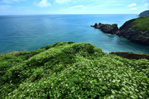 　西引島海岸山坡遍佈日本前胡，與碧海藍天相輝映。（圖／文：陳其敏）