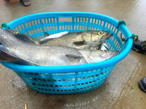 鱸魚季尾推遲了一個多月,近日北竿鱸魚釣況頗佳且體型較大。(圖:張良衛提供)